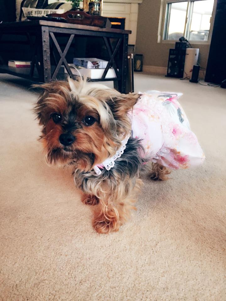 Moo in a dress #YappyHour @poodle_pals