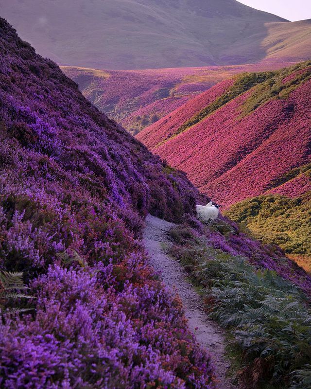Have you ever seen a bonnier view than Scottish heather?! 🙌 This hardy plant can be found colouring our lovely landscapes during the late summer months 💜🌿

📍 #Pentland Hills Regional Park 📷 IG/snapsbyshirin
