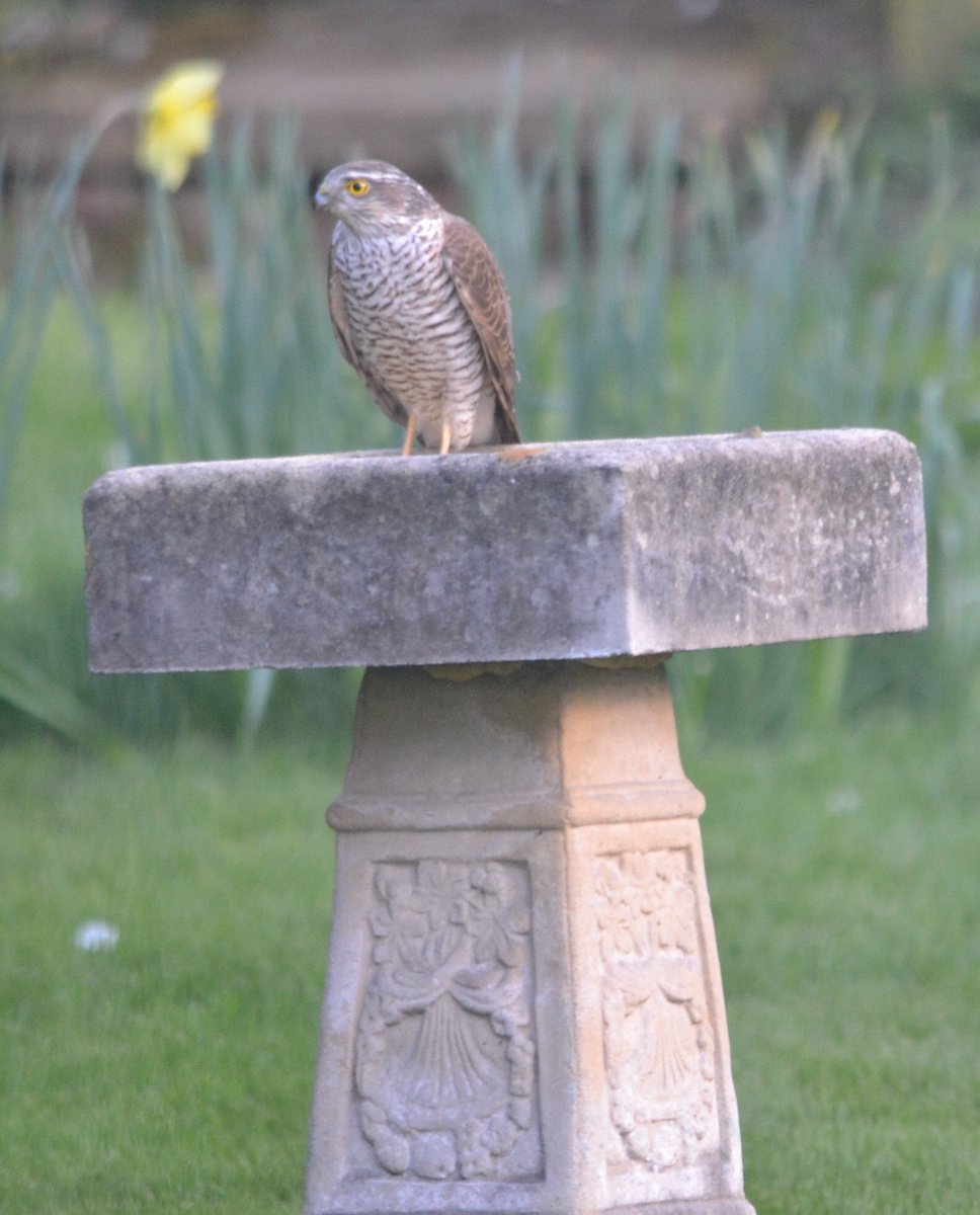 Just spotted this little fella on my back garden bird bath here in #ilkley I know it’s a #raptor but unsure exactly which raptor it may be. I do know. It’s not a Red Kite, we have dozens of these overhead most days.
<a href="/BBCSpringwatch/">BBC Springwatch</a> <a href="/ChrisGPackham/">Chris Packham</a> <a href="/Ilkleytales_/">Ilkley Tales</a>