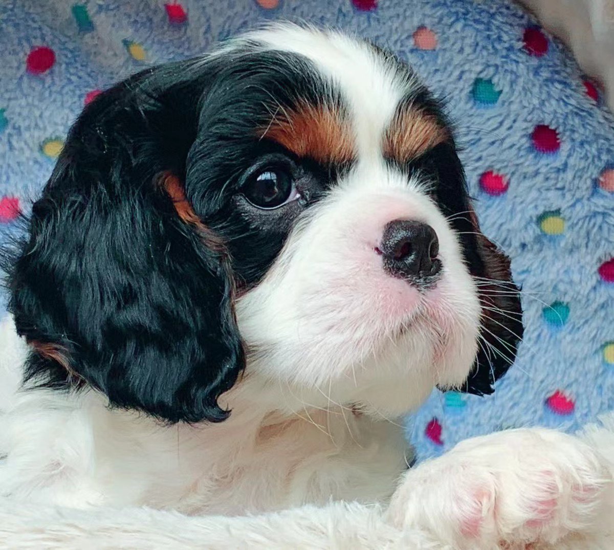 Dogfriendly15's tweet photo. คาวาเลียร์ คิง ชาร์ลส์ สแปเนียล (Cavalier King Charles Spaniel) https://t.co/QPJ3FCJlCd