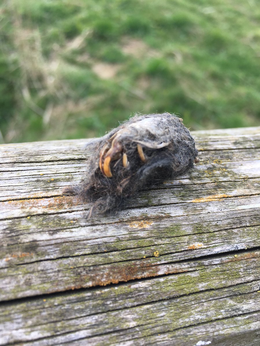 You know you’re a real country lass when you get excited about finding an owl pellet 😊#countryside #owls #nature #springtime