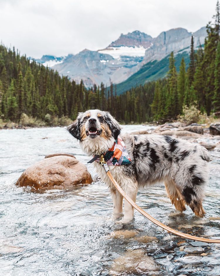 Smile, it's #EarthDay! We hope that you and your pets get to enjoy the great outdoors today just like Farley! 
📸 <a href="/justbeingfarley/">Farley 🐶 + Victoria 👩</a> 🐾