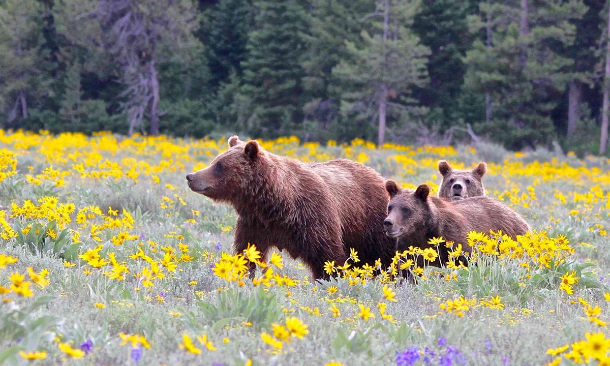 MontanaGrizFB's tweet photo. No place on Earth we'd rather live 🌄

#GoGriz #EarthDay https://t.co/fODDeoeKKI