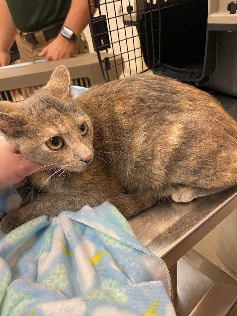 cobbkitties's tweet photo. 💓 RESCUE AND PLEDGES NEEDED 💓

This 2 year old girl is pregnant and needs out of the shelter ASAP.
Pledge Share and Pledge for her. She needs Rescue commitment and Pledges. Please help if you can.

ID 635878

Cobb County Animal Services is located at… https://t.co/TRFp7Rx7T1 https://t.co/hF0JGQkHQ1