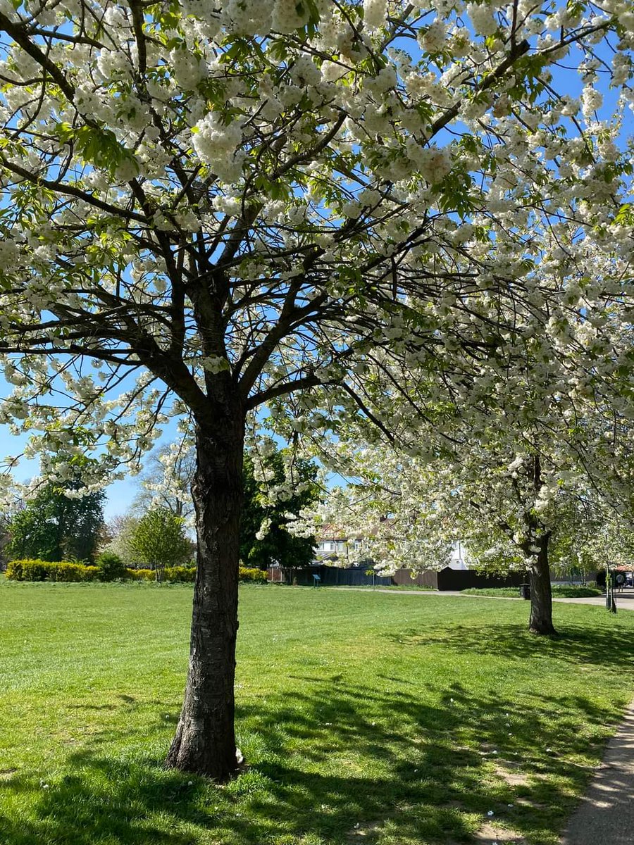 🌳🌸 Some photos of Whitehall Rec this week - the park’s cherry and apple trees are absolutely beautiful against a blue sky. How lucky to have a local park that has such a lovely spring display #whitehallrec #bromley #friendsofwhitehallrec 🌳
