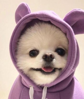 My dog looking cute right now. Took pics and this is how it looked like.