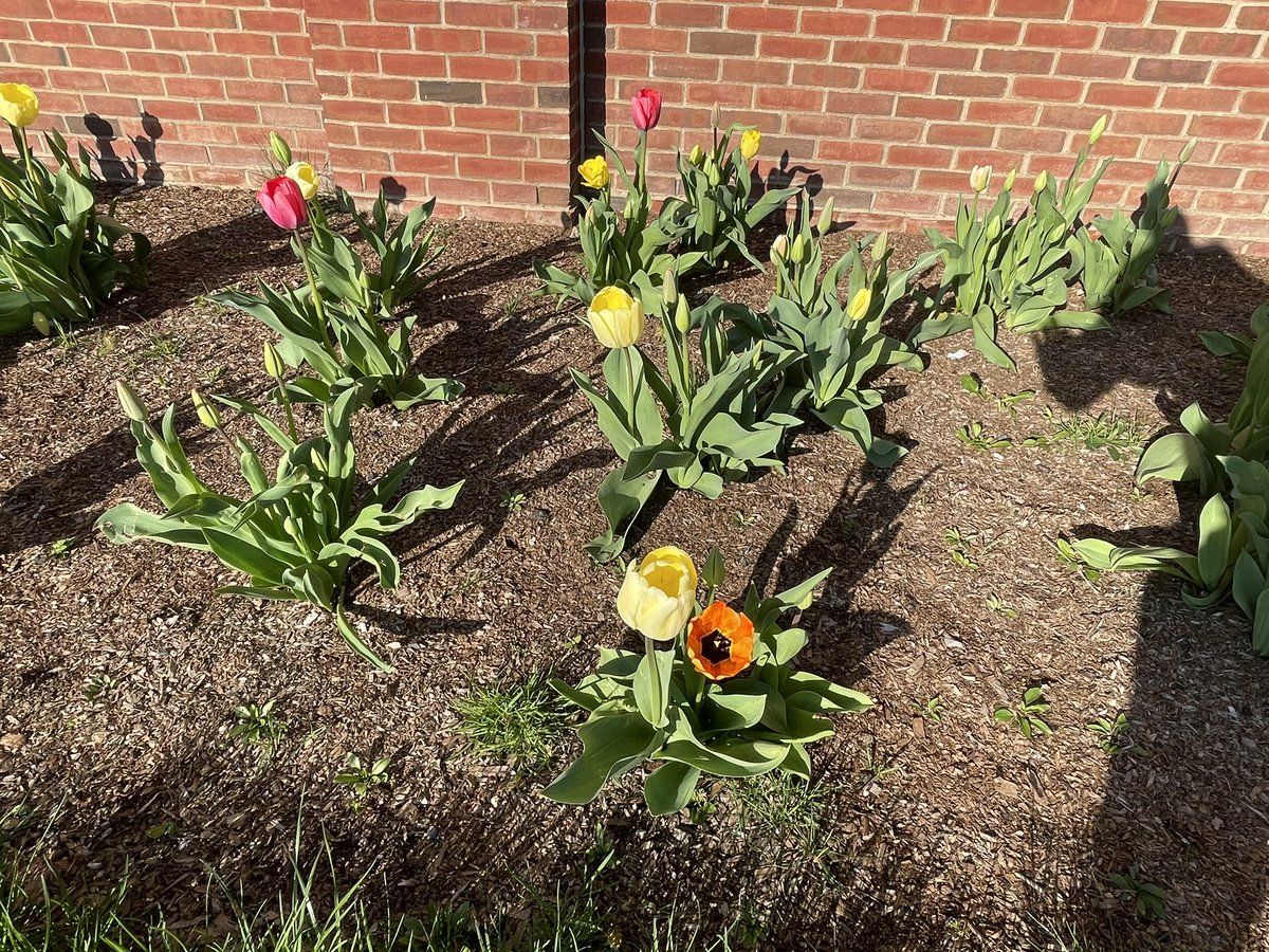 KSS students walking to school and recycling in honor of Earth Day. Thank you <a href="/KSS_PTA/">KSS PTA</a>, PC_DPW, PCPD, and ROARy. #PCpride