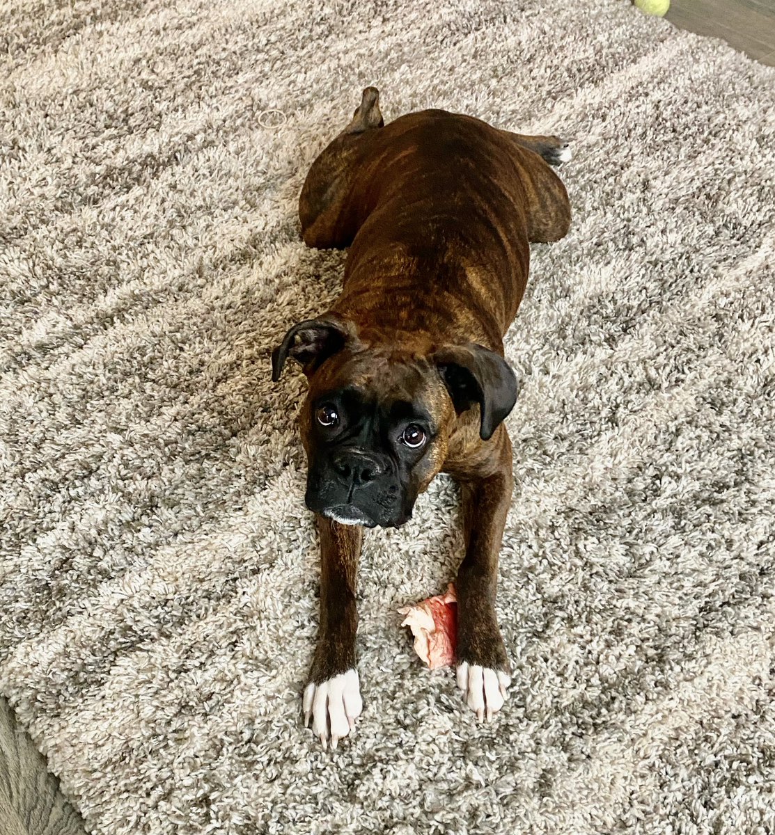 The Turd wishes all her friends a happy #FrogLegFriday 🐸 
@bluezed2003 <a href="/k9kayaks/">🐾🐾ßεη Ωuïrκ🎣🧩</a> <a href="/Thomas_F81/">Tom</a> <a href="/sitarhero79/">Aahana’s Sitarhero</a> <a href="/boxer_sacha/">Boxer Stella (RIP Sacha)</a> #boxer #dogsoftwitter <a href="/dogcelebration/">CelebrationOfDogs</a>