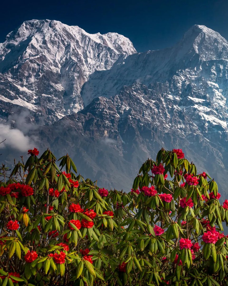 What makes Nepal so beautiful in spring?

Yes, you are right! Rhododendrons! 🌺

Location: Mardi Himal Base Camp 🇳🇵❤
Photographed by: Sergey Guk

#nepal #annapurna #mardihimal #sulavyatra #visitnepal #himalayas