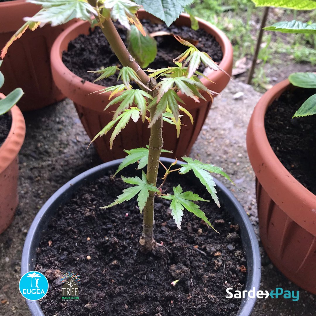 🌍 Oggi è la #GiornatadellaTerra, vogliamo celebrarla osservando quanto vi nasce e cresce sostenuto dalla nostra cura.
🌱 Ecco allora alcune foto di piccoli alberi.  Li abbiamo acquistato in crediti #sardex per il progetto #ThreeMarathon dei nostri iscritti <a href="/GiardinodiEugea/">Eugea</a>!