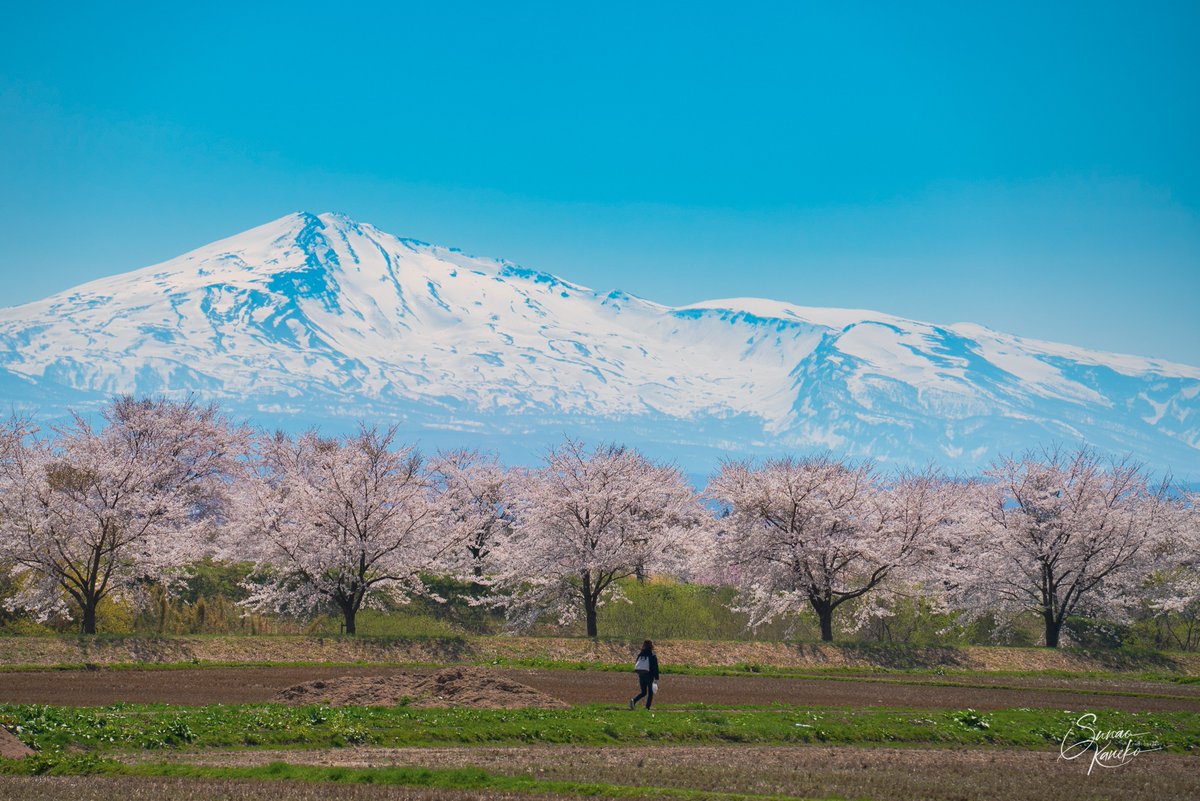 秋田県由利本荘市「芋川桜づつみ」

#秋田県　#由利本荘市　#鳥海山　#桜