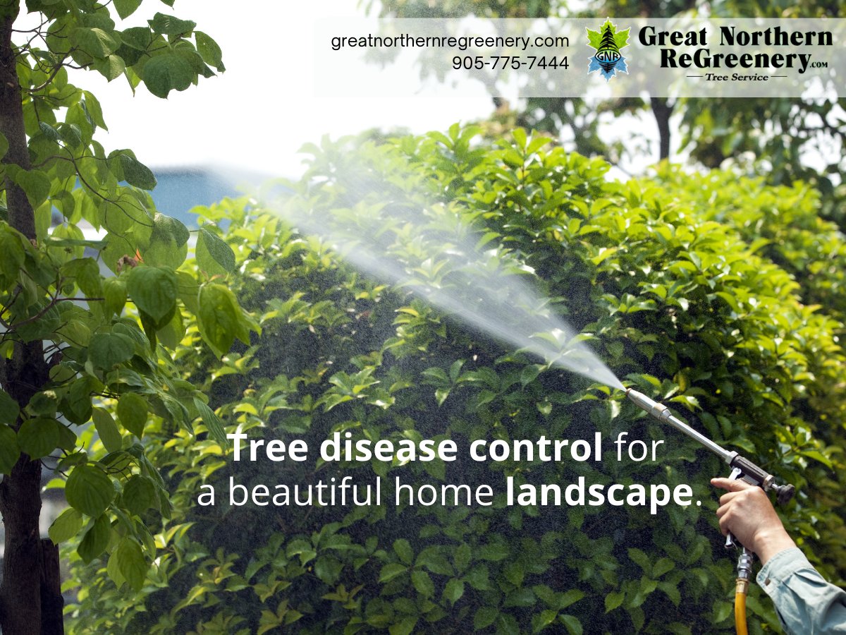 GNReGreenery's tweet photo. Having a beautiful home landscape also entails eliminating pests from your trees. Learn about the two types of tree diseases and how tree disease control can have a major impact on your landscape.

👉 https://t.co/vFdyO4UbCb

#ontariotrees #ontariolandscape #treecare https://t.co/pW29YhmKS9