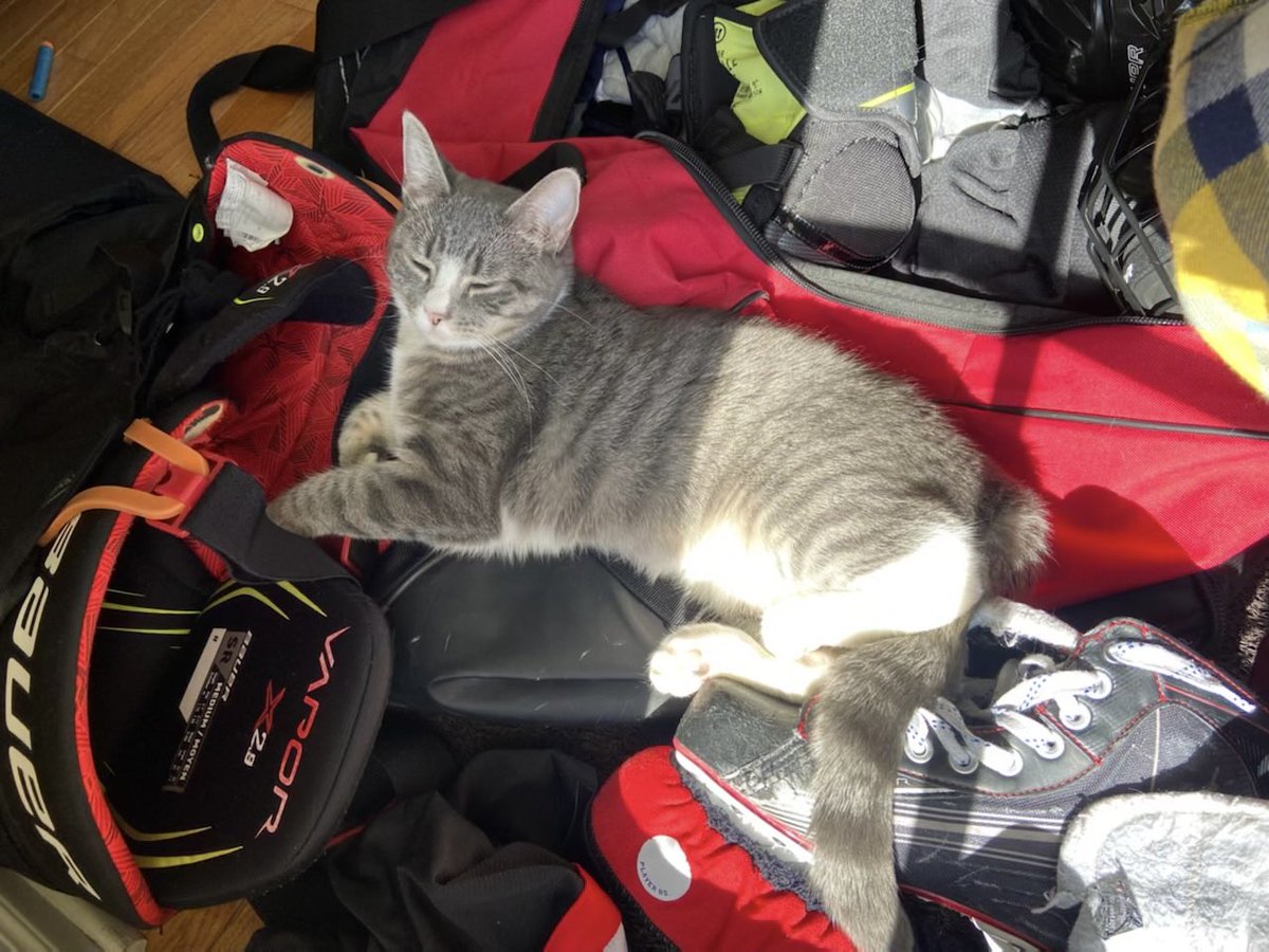 #hockeykitten doesn’t mind the smell of the equipment - only the sun matters. #hockey