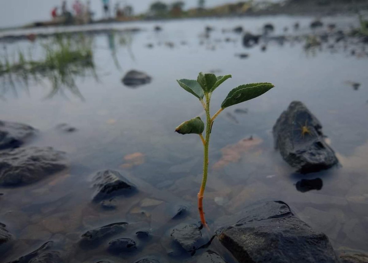 AdrijaKundu11's tweet photo. โGreen fingersโ are a fact, and a mystery only to the unpracticed. But green fingers are the extensions of a verdant heart. ๐ฑ๐
Device: @RedmiIndia #redmi9prime
@Pindle_India
#happyEarthDay2022 #tinyplant https://t.co/D0WvhQnxQr