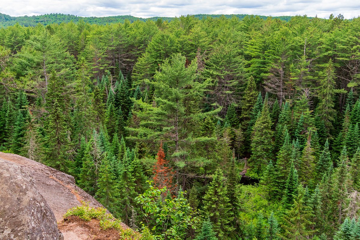 NathanGPhotos's tweet photo. Happy Earth Day! 🌎 These are some images from the last couple of years at @Algonquin_PP.
#photography #landscapephotography #EarthDay #EarthDay2022 @OntarioParks https://t.co/LI12c1Bxaz