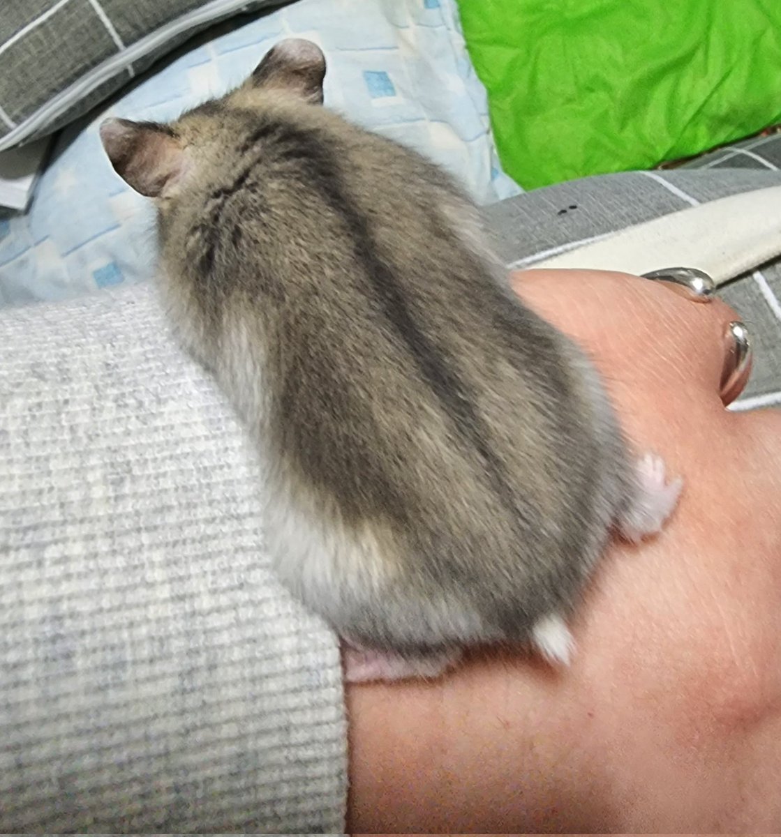 전 워치대신
햄스터잇습니다
기능:귀여움