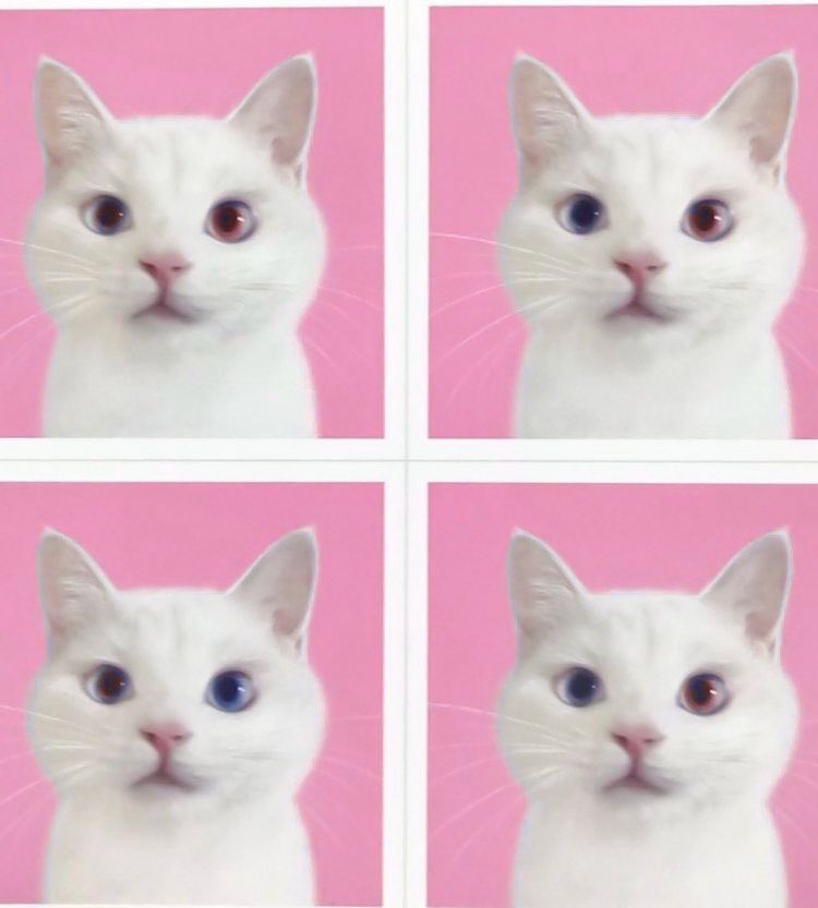 sundaenini's tweet photo. cat(상♡̶원) photo id 🐈🫶🏻💖 https://t.co/iYKW9WBVts