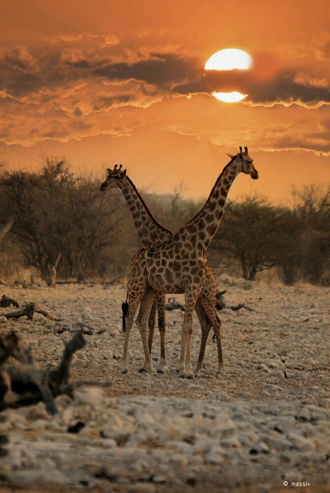 Soul_Art8's tweet photo. Beautiful evening 🧡💫
#NaturePhotography #sunset #NatureBeauty https://t.co/Dzoc0OPeqt