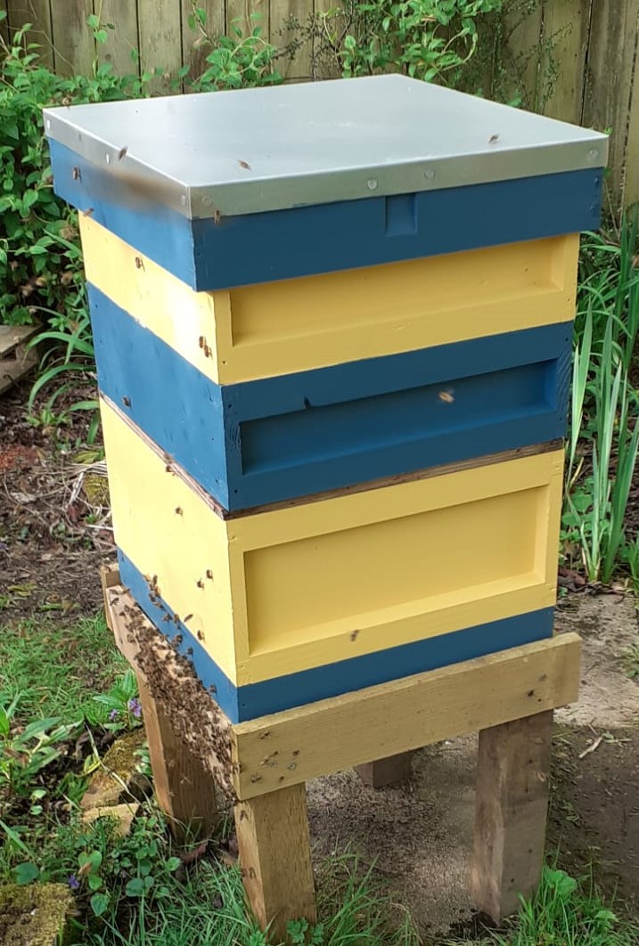 Who remembers a great bid in aid of justgiving.com/fundraising/Na… for @ThorneBeehives National Hive, assembled & painted (thanks to OStJ & GM) during 'Build your Own Hive' Workshop @ #BBKASC2022, two weeks ago? Update: Hive is now home to a colony of bees!🐝🤩 @nathoneyshow @britishbee