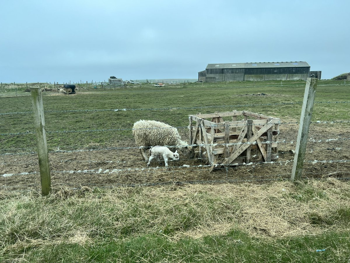 After yesterdays sadness I’ve found this in my field, not sure how it’s happened as this ewe shouldn’t have been in contact with any ram … 🤔