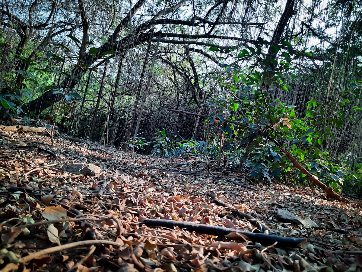 ankitisinfi's tweet photo. Took a photo on my beautiful IIT Madras campus. #MyConnectWithSoil
"Soil makes life chaotically beautiful"
#SaveSoil to #Savebeauty
#IITMadras
#ConsciousPlanet
@cpsavesoil https://t.co/bCqrYjJw70