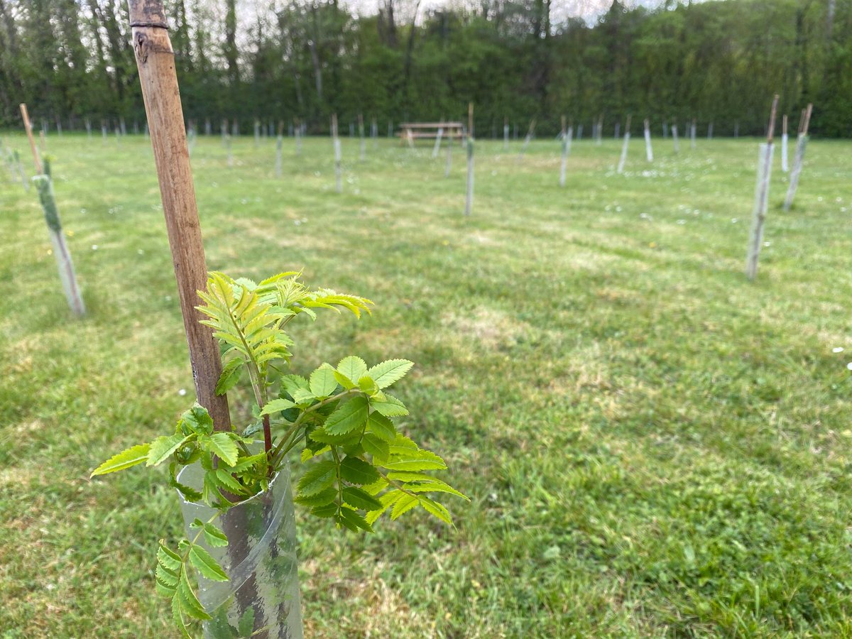 businessinfocus's tweet photo. A lovely update from our tenant @DragonsandDaffs, on the trees our team planted last month as part of the @WoodlandTrust #BigClimateFightback campaign 🌳🌍
#growingwell #abercynon https://t.co/8ezfP4zIOg