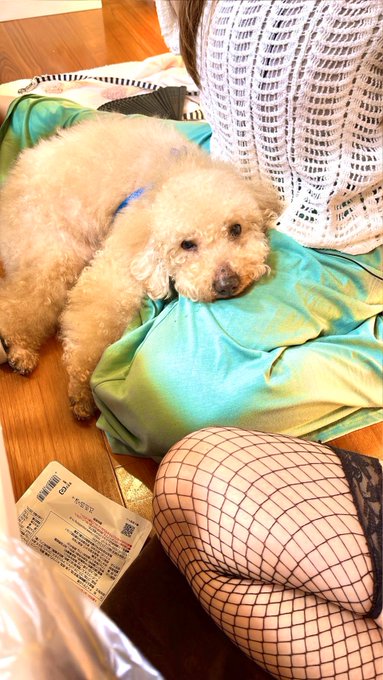 ささご飯、ご視聴ありがとうございました♪ マリーさんお肉とっても美味しかったです😍ケーキもありがとうございました💜 チャチャも一緒で良かったぁ🥹💗 https://t.co/Q8LQwuaG7n<a href="/tag/%E6%96%B0%E3%81%97%E3%81%84%E3%83%97%E3%83%AD%E3%83%95%E3%82%A3%E3%83%BC%E3%83%AB%E7%94%BB%E5%83%8F"class="tags"><span>#新しいプロフィール画像</span></a>