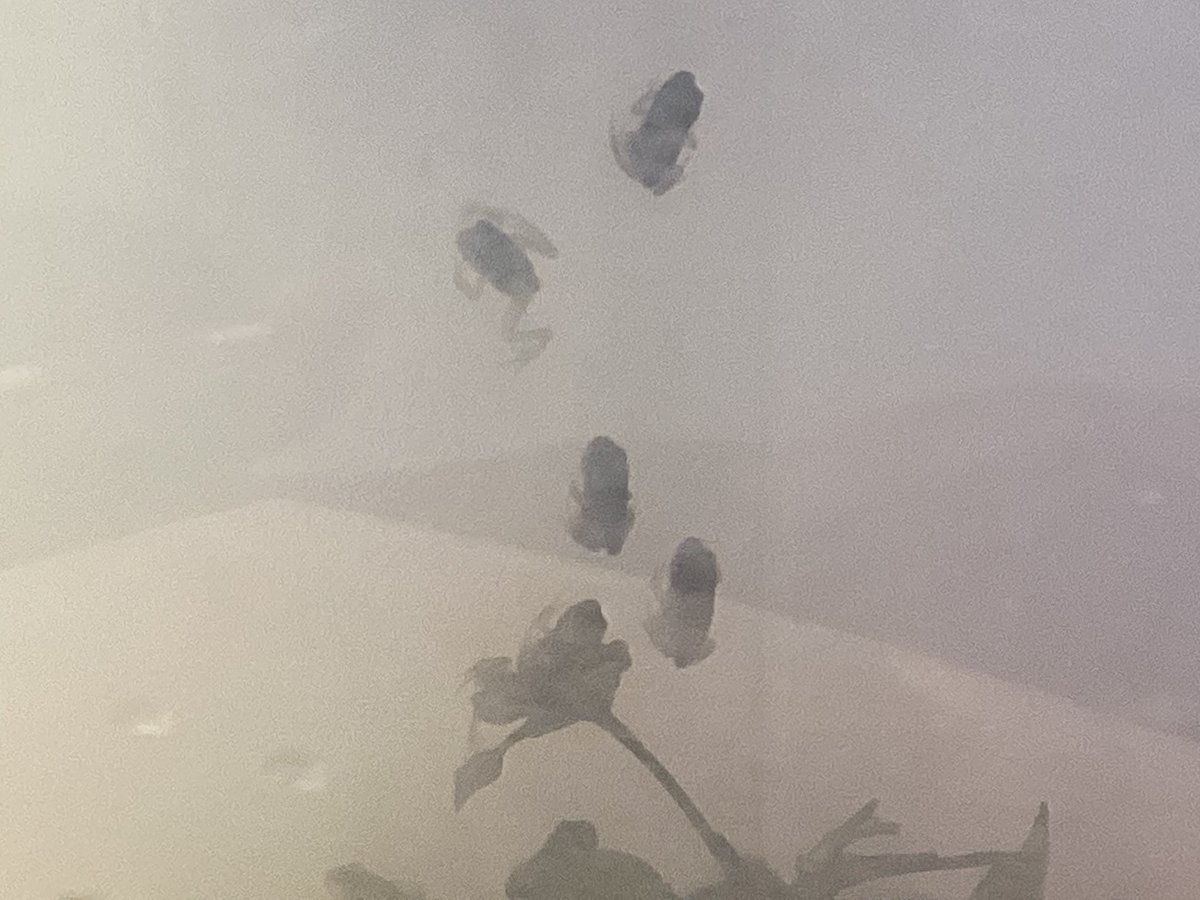 The frogs are growing! 🐸🐸🐸🐸🐸