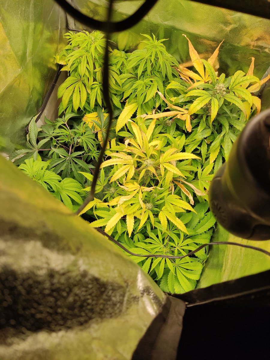 ꧁𝕊𝕜𝕚𝕟𝕟𝕪𝕎𝕙𝕚𝕥𝕖𝔾𝕣𝕠𝕨꧂ tweet media