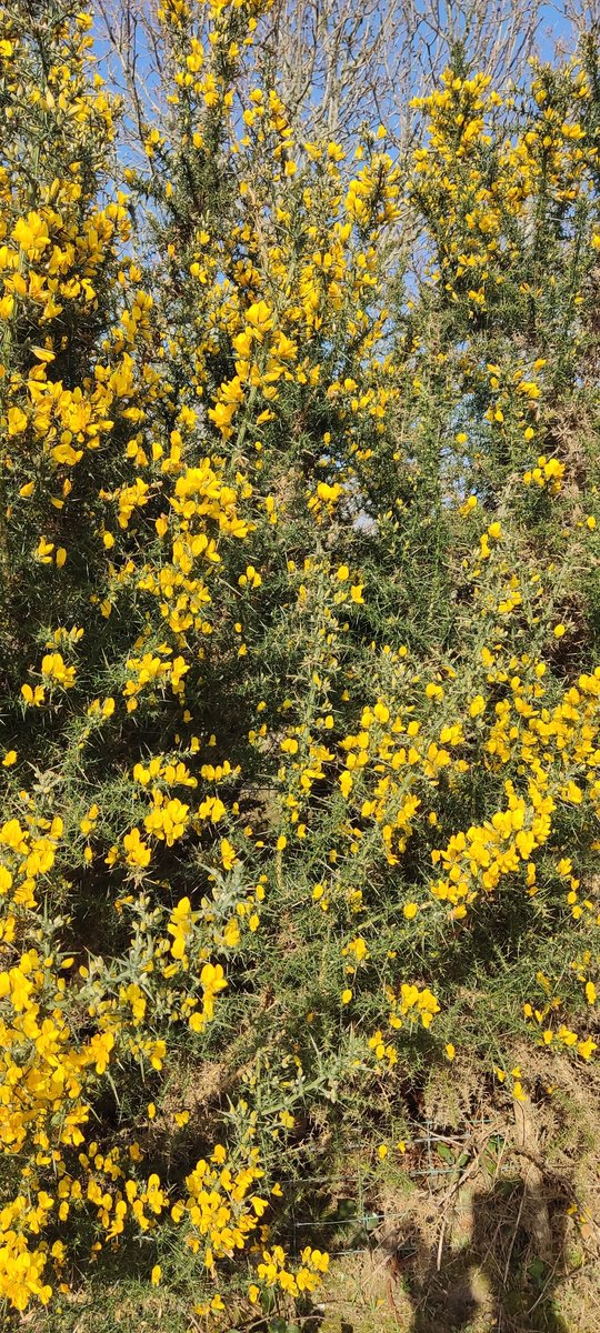 DunesWales's tweet photo. Educator sessions begin 16th May for KS 3-4 &amp; 19th May for KS 1-2, sign up on our website or explore &amp; check out the resources we have available for teaching
https://t.co/yyh7qpCF83 https://t.co/AU4TT9S4wj