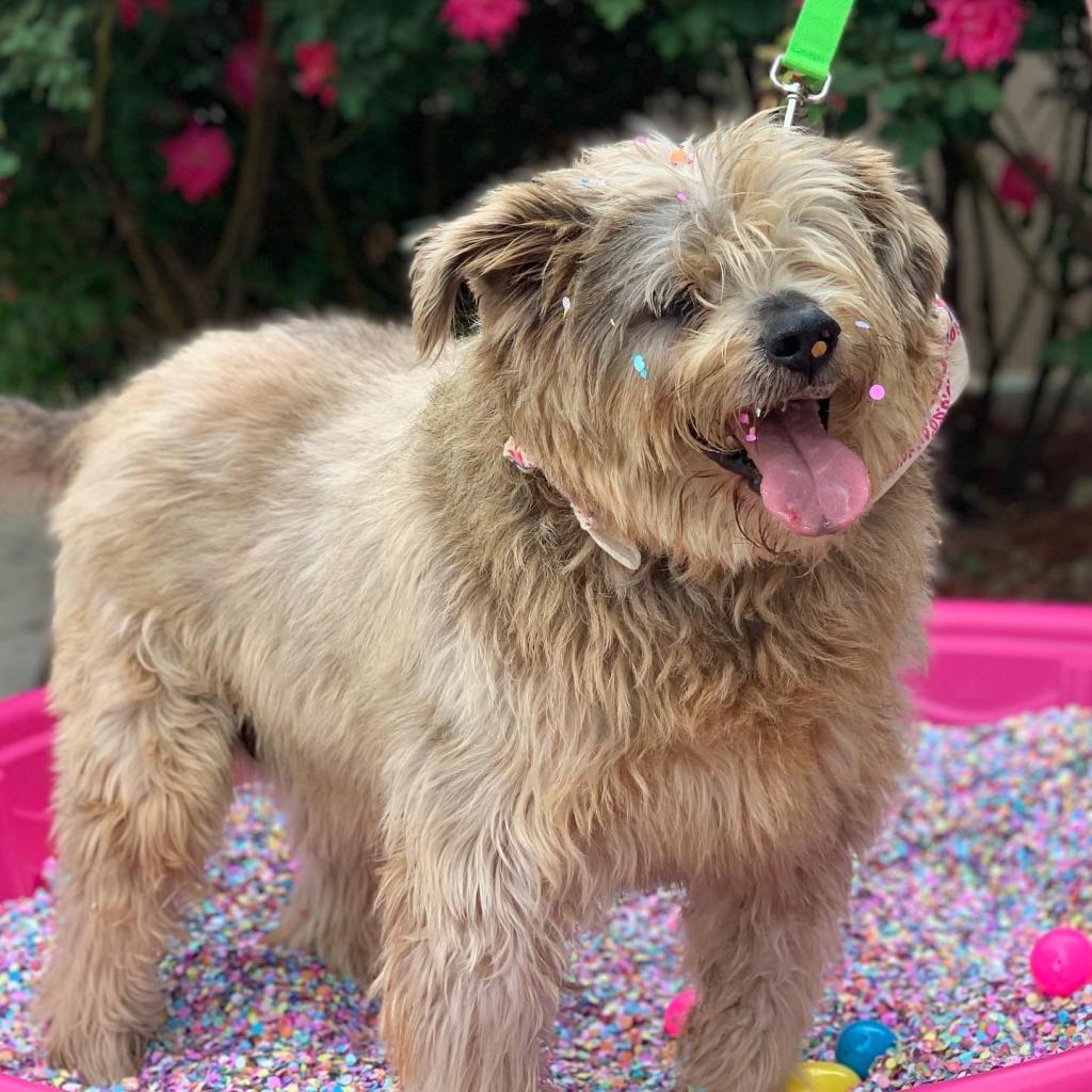 This shaggy boy is Gus! Gus has really enjoyed being PAWS' office dog for the past few weeks. He makes sure we are all working our hardest. 💕

Gus is 10 yrs old and can't wait to be adopted! 
bit.ly/3MpLD3O

#adoptables #adoptme
