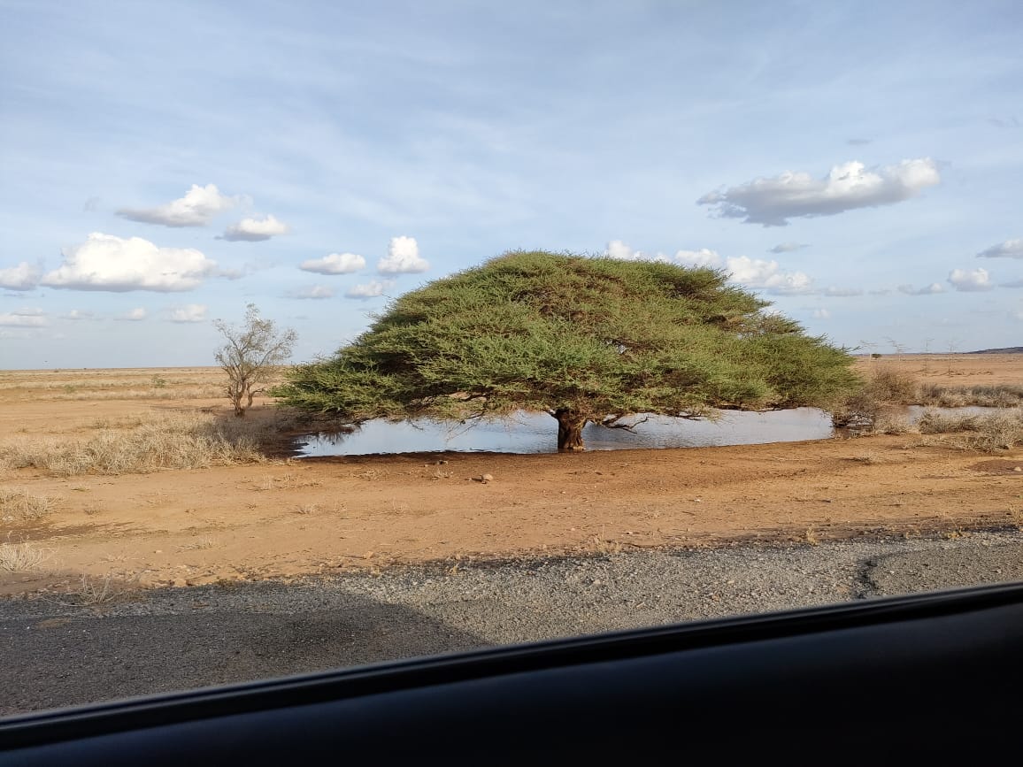 Far North, the Savanah is slowly roaring back to life. 

Pool of water sheltered by a huge acacia tree along marsabit highway after receiving some good rains.