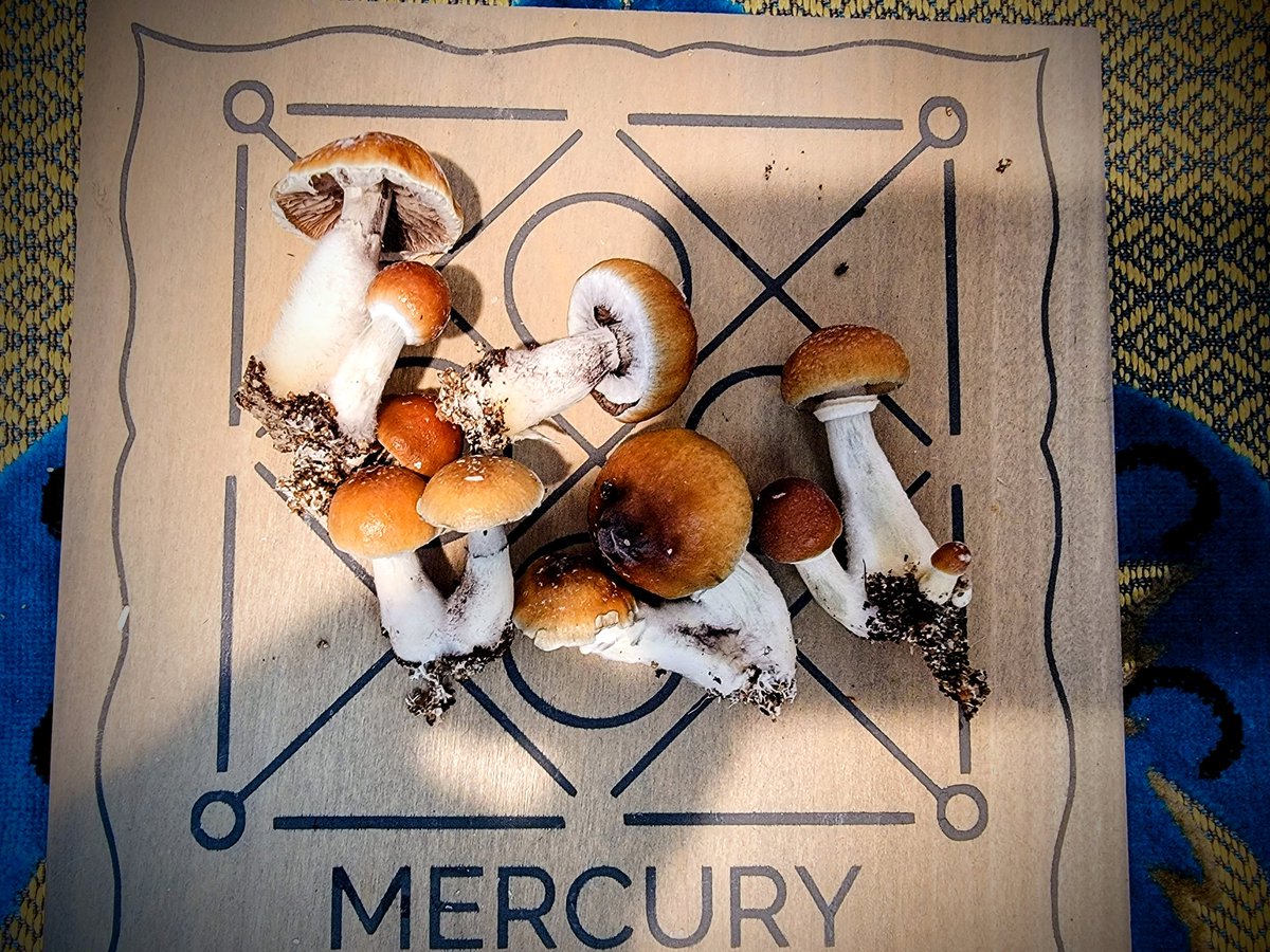 #mycology #MERCURY