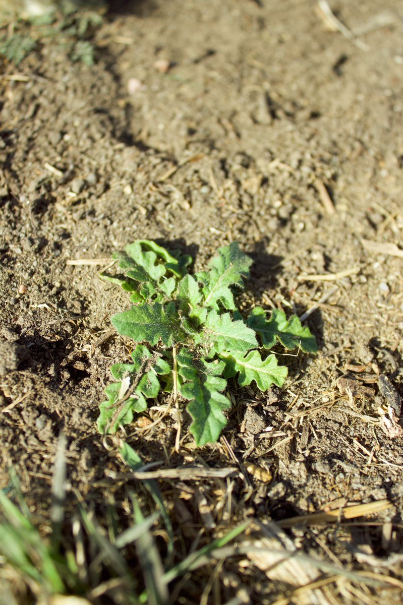 WSSA_GSO's tweet photo. What weeds 🌱 are our weed scientists and agriculturalists finding this time of year? 

Drop your location and weeds ⬇️⬇️⬇️ https://t.co/KOuQtoIQwg