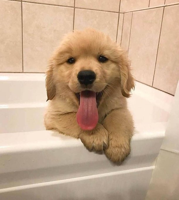 dinogodwhale's tweet image. Hi there