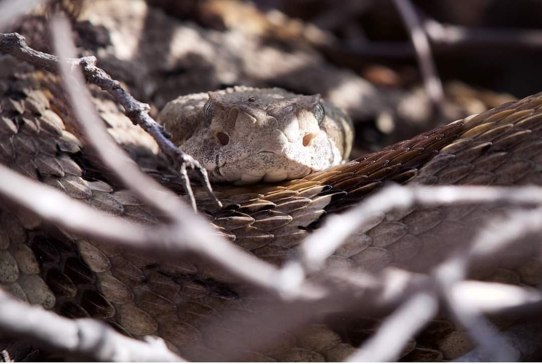 INHSPACELab's tweet photo. Illinois has two protected species of rattlesnakes, the Eastern Massasauga and the Timber Rattlesnake. Three groups from the PaCE Lab searched for them. 

https://t.co/Zq3pjH2SfQ 

#NationalEnvironmentalEducationWeek
#EarthDay
#EarthDayIsEveryday
#weeklywrapup
#INHSPaCELab
#INHS https://t.co/wLNyQT6w0o