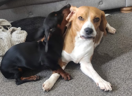 king_treelo's tweet photo. #NationalBeagleDay nom nom nom says my Dachshund. Maggie looks far from impressed....5 days and counting for #beaglepups https://t.co/zWBB9IGcXa