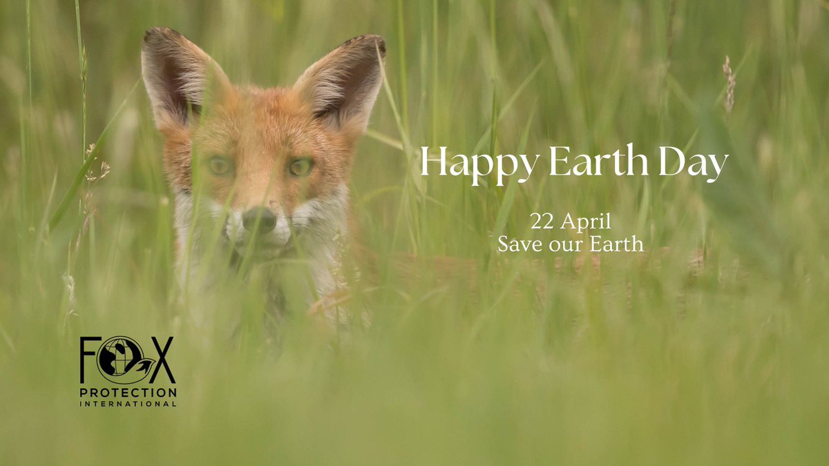 FoxProtectIntl's tweet photo. Celebrate #Earth with us today! 🦊🌎🌲 https://t.co/KPuvLvGm0d