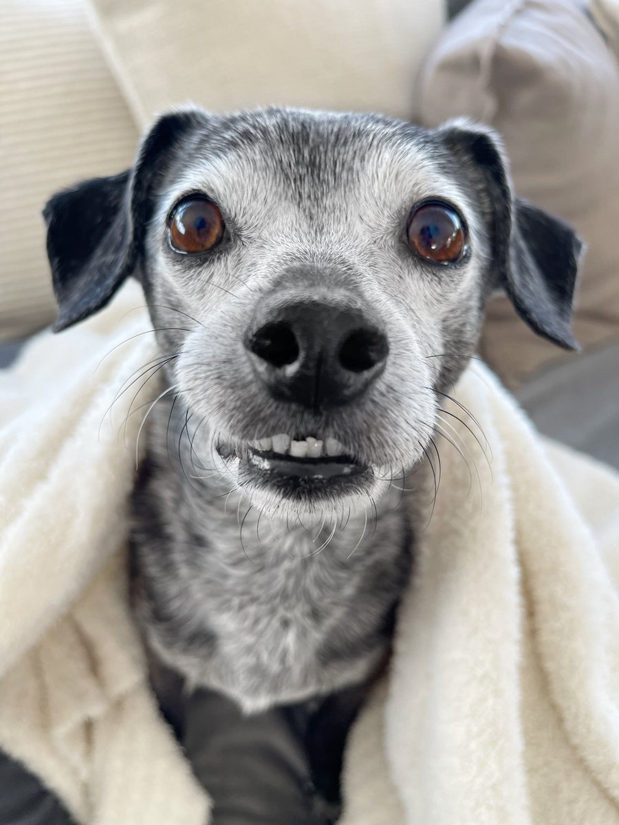 Toby is wrapped up in a cuddly blanket. He is very close to the camera so you can see his gloriously crooked bottom 5 teeth as he grins. His warm brown eyes look hopeful as he awaits the weekend.
