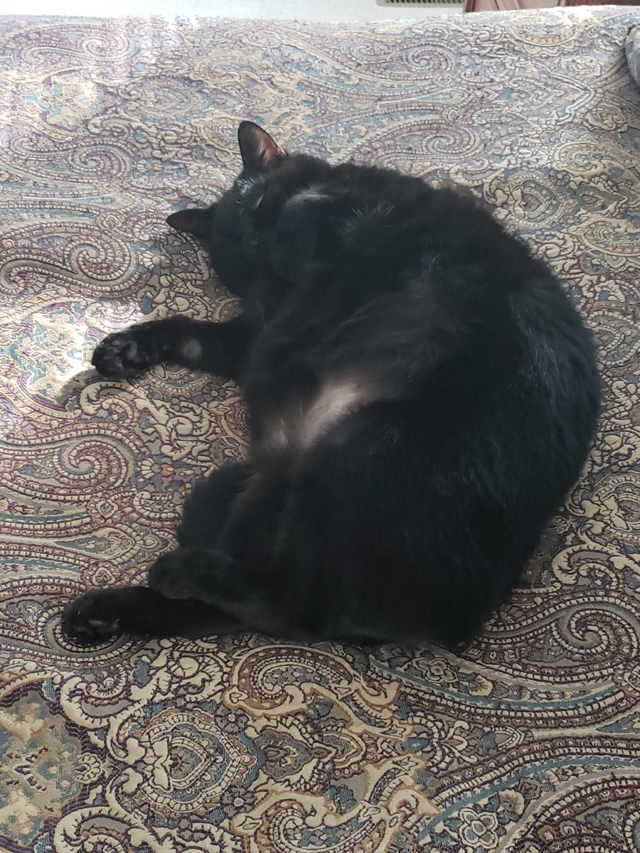 MidniteTraveler's tweet photo. This belly needs to be rubbed https://t.co/O7lgUJojAe