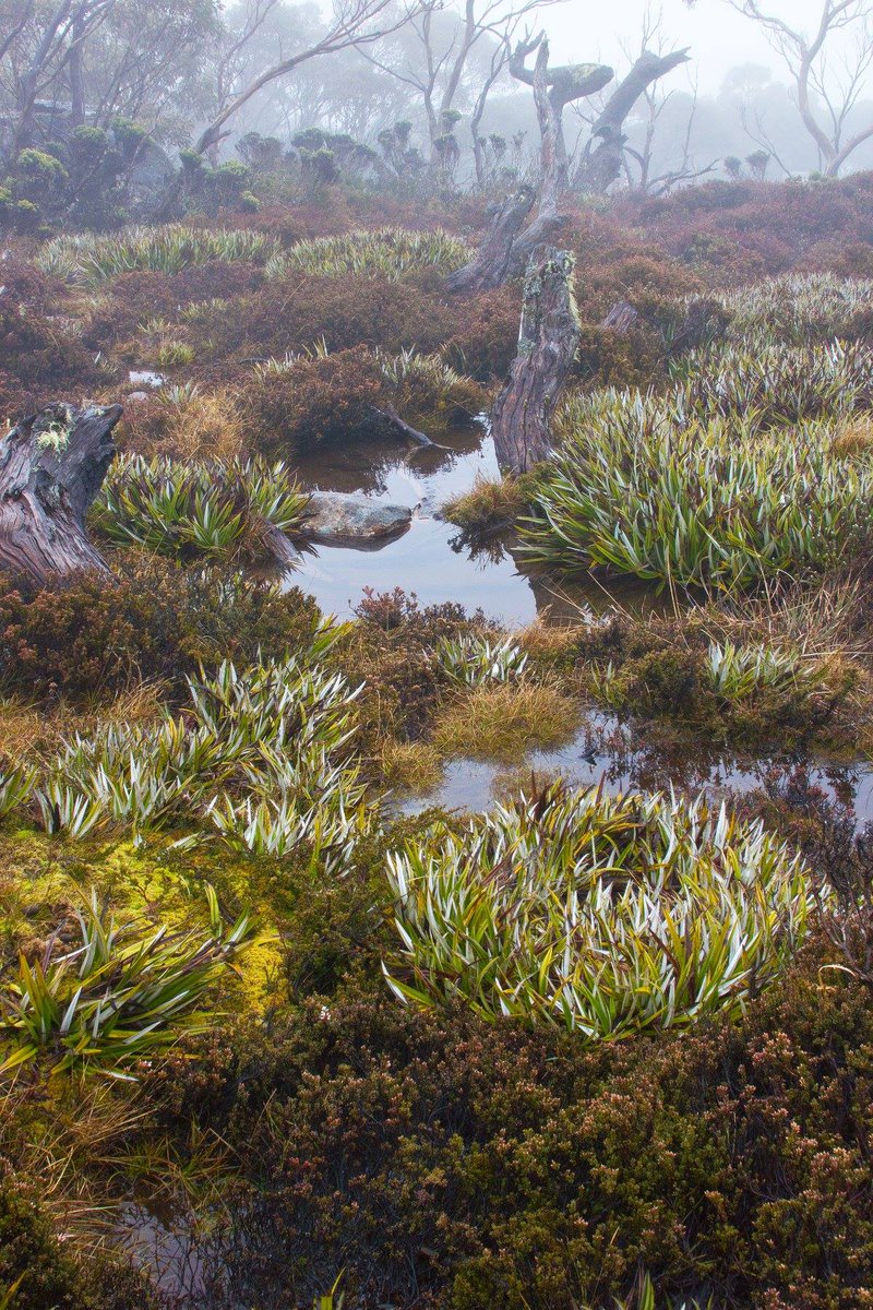 Society of Wetland Scientists tweet media