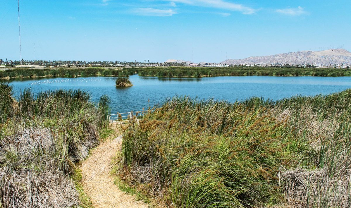 Society of Wetland Scientists tweet media