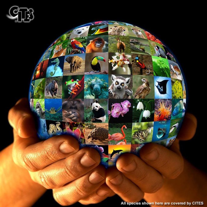 UnitedNationsRU's tweet photo. "Птицы и звери, цветы и деревья взывают к человеку: сбереги, сохрани, где стоишь, где живешь, - на расстоянии взгляда и голоса, хотя бы на расстоянии вытянутой руки". Академик Д.С.Лихачев.

22 апреля - Международный день Матери-Земли. 
#MotherEarthDay https://t.co/pMuUGOW3t1