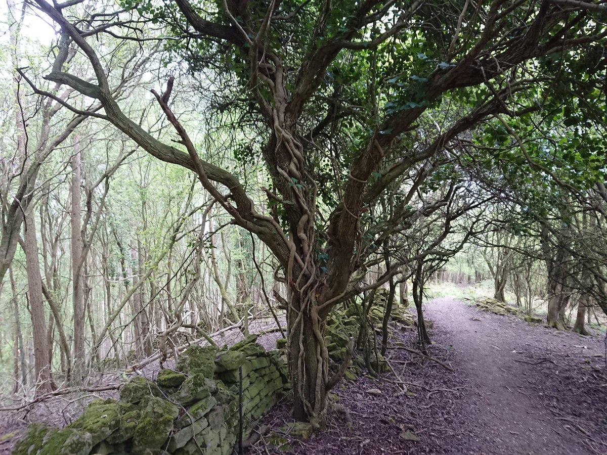 RecommonUK's tweet photo. Stunning #walk today Coppets Hill near Symonds Yat. Magical. Old forest. https://t.co/0lhG3UnRXM