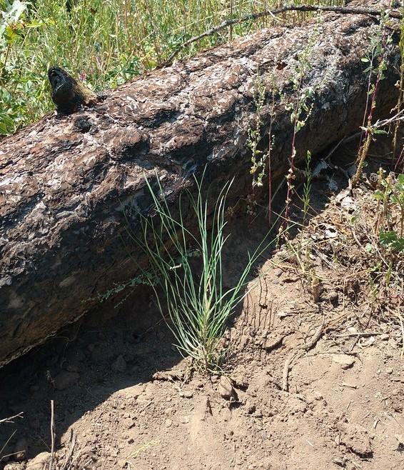 Webinar: Forest regeneration in fire-adapted landscapes. May 5, 10 - 11:30 MT. Short science presentations will highlight what is happening with regeneration following fire and forest treatments plus considerations and tools for reforestation. More here: go.usa.gov/xu8ky