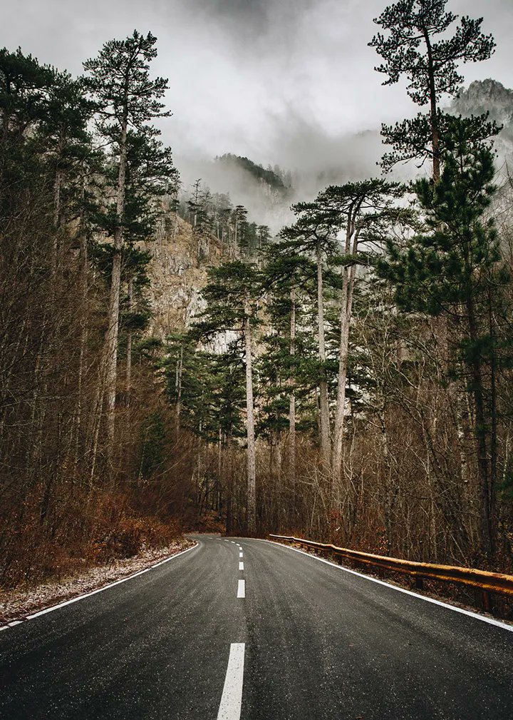 meanderbug's tweet image. In honor of #EarthDay, we added the Crna Poda Forest in Northern #Montenegro to the Meandergbug App. This is a massive, endemic tree that deserves to be on your favorites list. 
#EarthDay2022