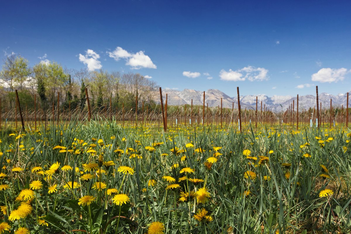 ProseccoDOC's tweet photo. Every day is #EarthDay in the Prosecco DOC territory! We love, cherish and appreciate this land for everything it brings us. Learn more about the steps we are taking towards becoming more #sustainable by heading to the official Prosecco DOC website! https://t.co/jvNA7KriAJ