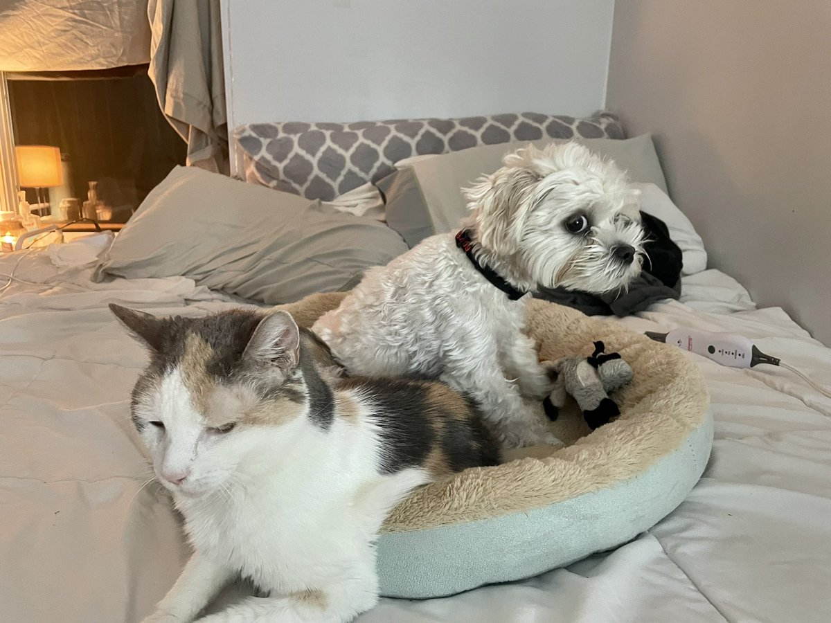 april_achey's tweet photo. Just bought this cute dog bed for my puppers, and I turn around to see this 🥺 Both my girls taking a nap…I’m in love😍 #DogsofTwittter #CatsOfTwitter #puppylove #nap #CuteAnimals #SPM230 https://t.co/J95i9Zl0WU