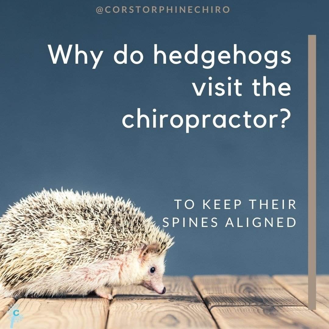 Corstorphnchiro's tweet photo. Happy Friday! Here's something funny to start your weekend! We're back in action tomorrow morning if you need us.
#funny #fridayfunny #dadjokes #puns #chiropuns #corstorphine #chiropractic #laugh #tgifriday #weekendappointments #weekendavailability #saturdayappointments #hedgehog https://t.co/OGgFAxWmcS
