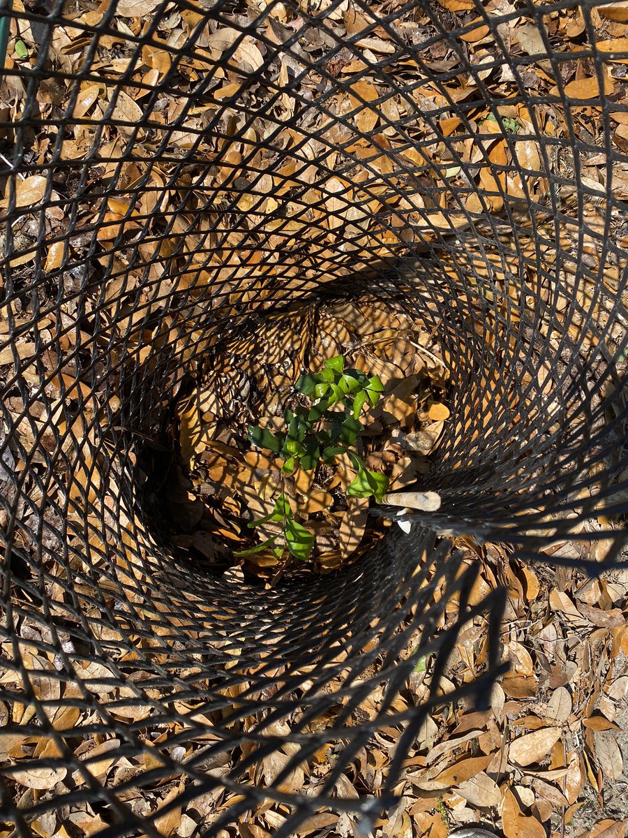 Chelsea_B_UNC's tweet photo. Celebrating #EarthDay22 here @UNCims by adding 22 live oak trees to our shoreline forest!🌱🌞

No better way to give back to mama earth and to this Institute🌳 https://t.co/89Gyp0hFfH